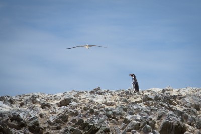 Rencontre entre un goéland et un pingouin de Humboldt, Paracas (Crédit : Sébastien Walkowiak)