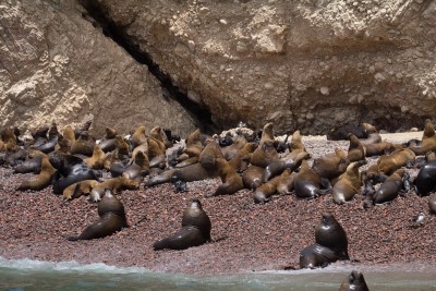 Lions de mer, Paracas (Crédit : Sébastien Walkowiak)