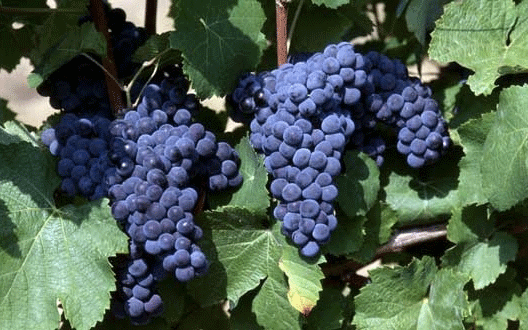 grappes de raisin sur une vigne