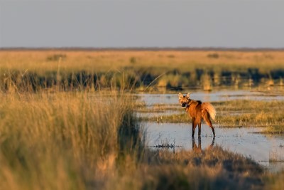Loup à crinière (Crédit : Aves Argentinas) 